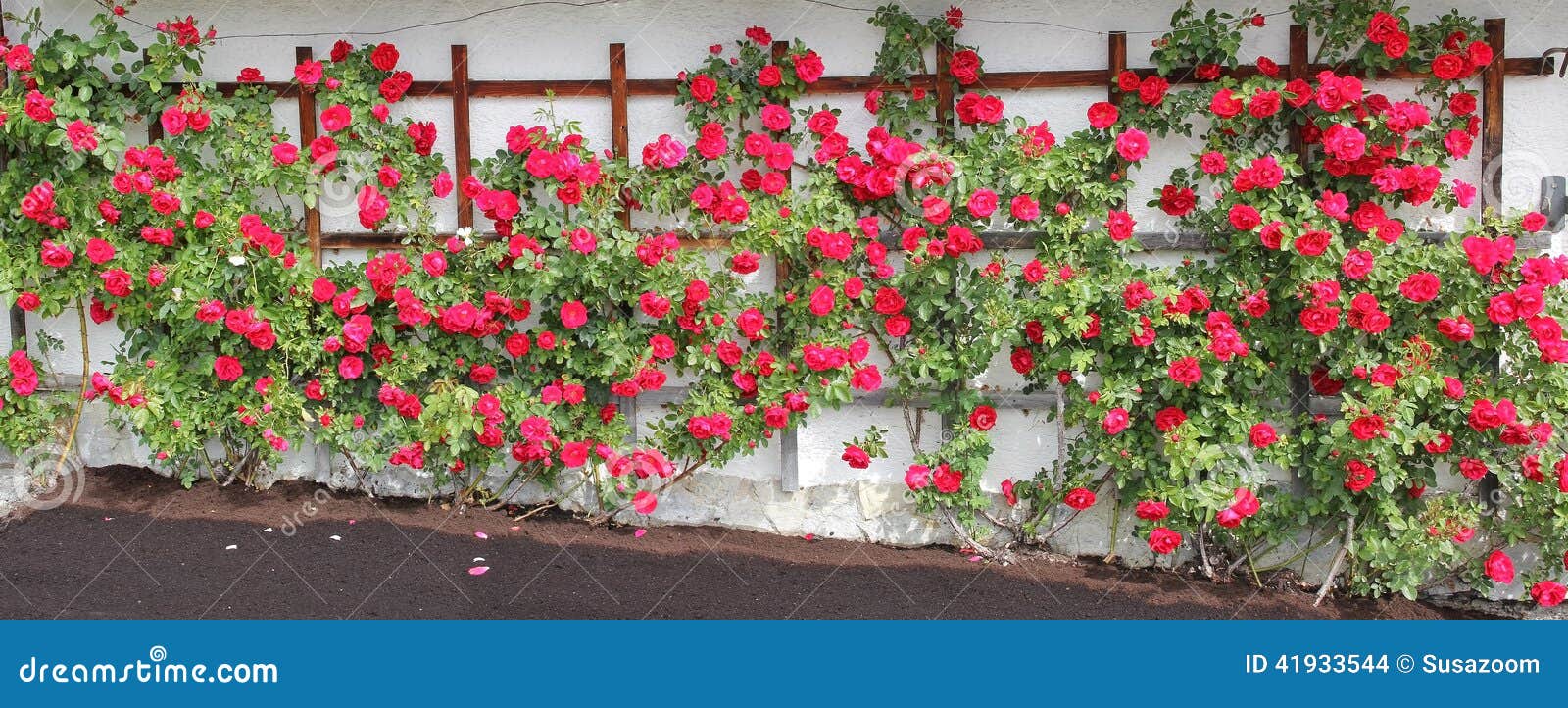 Rambler Rose Espalier with Red Roses Stock Photo Image of condolence