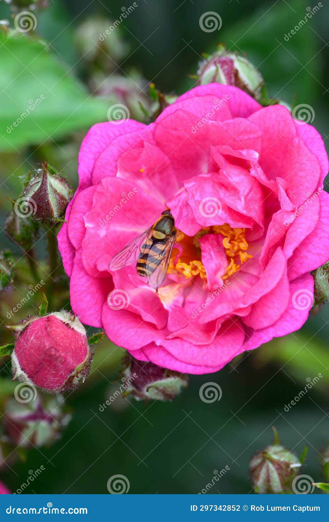 rambler rose rosa perfumy siluetta, double pink-violet flower with hoverfly