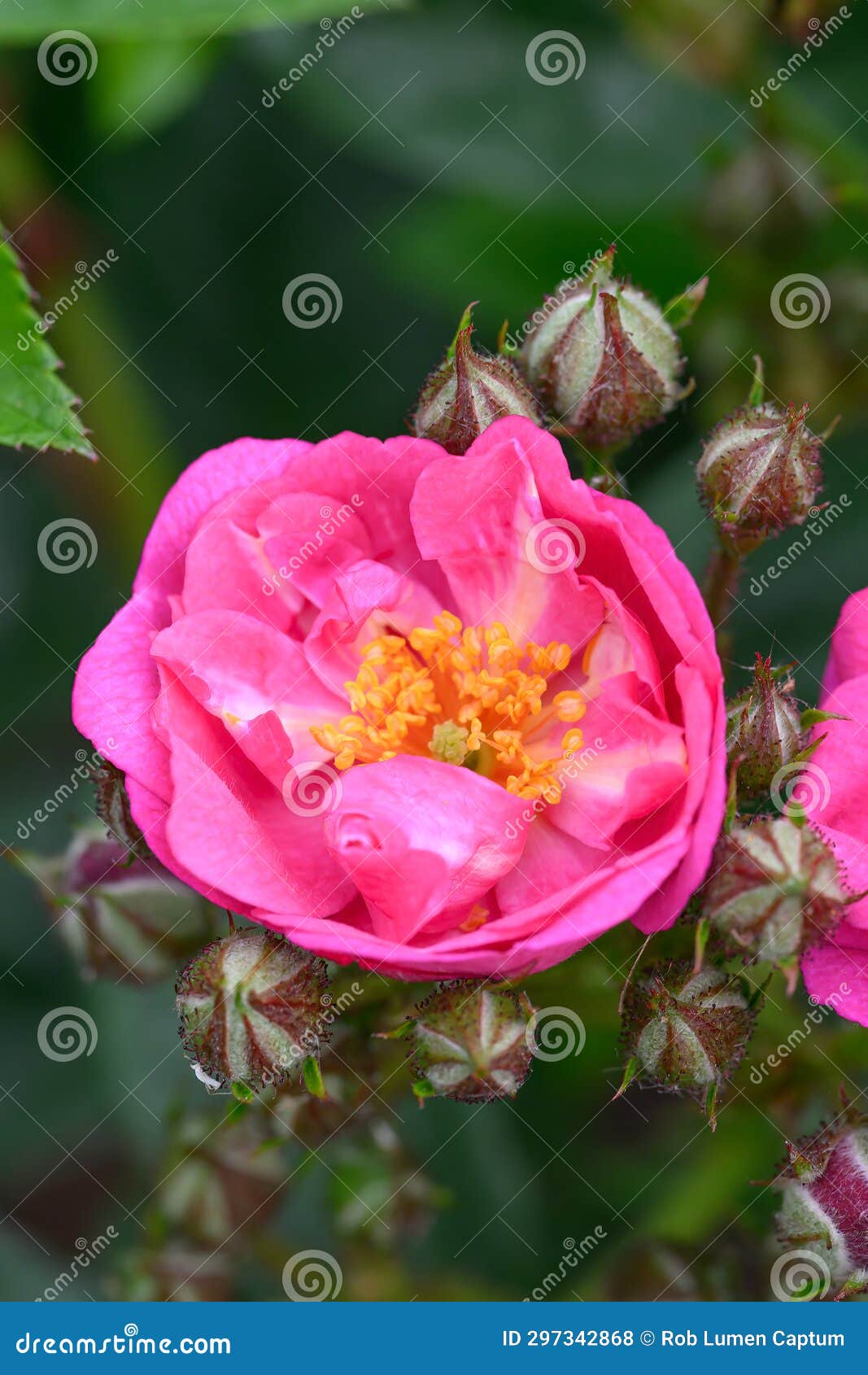 rambler rose rosa perfumy siluetta, double pink-violet flower