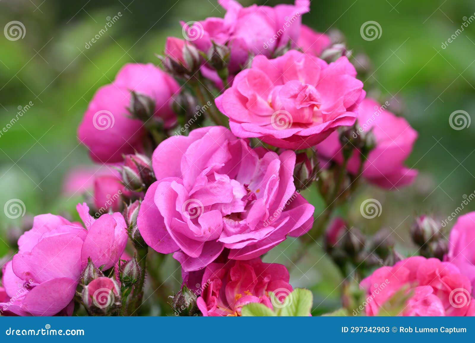 rambler rose rosa perfumy siluetta, double pink-violet flowers