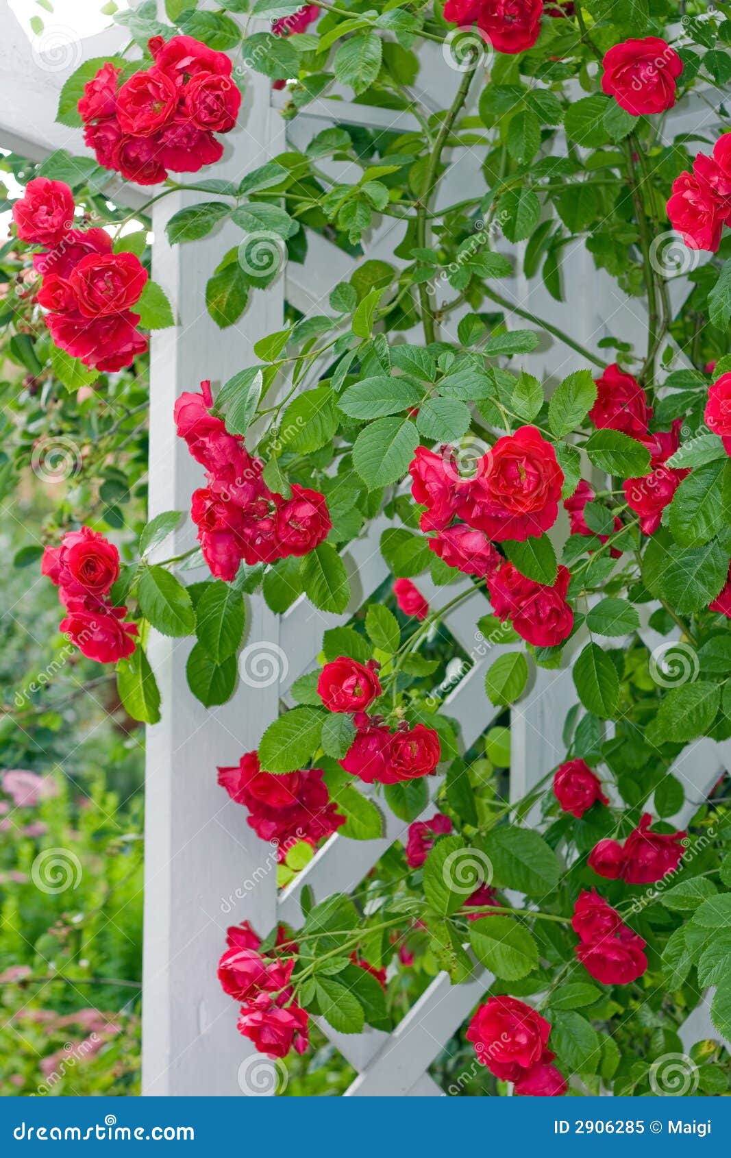 Rambling roses stock image. Image of sunny, romantic, flower 2906285