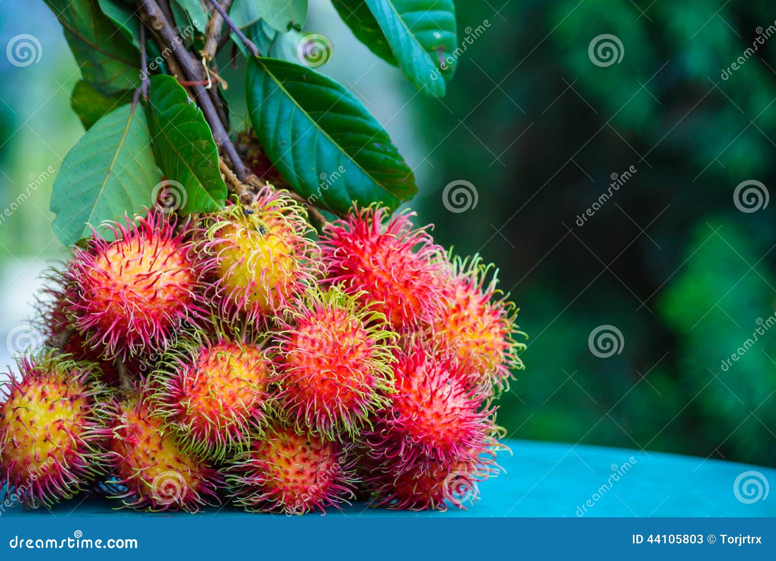 Rambutan stock image. Image of hair, nature, juicy, fruit 44105803