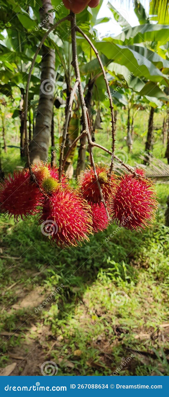 Rambutan Fruit Sweet Indonesia Stock Photo Image of branch, autumn