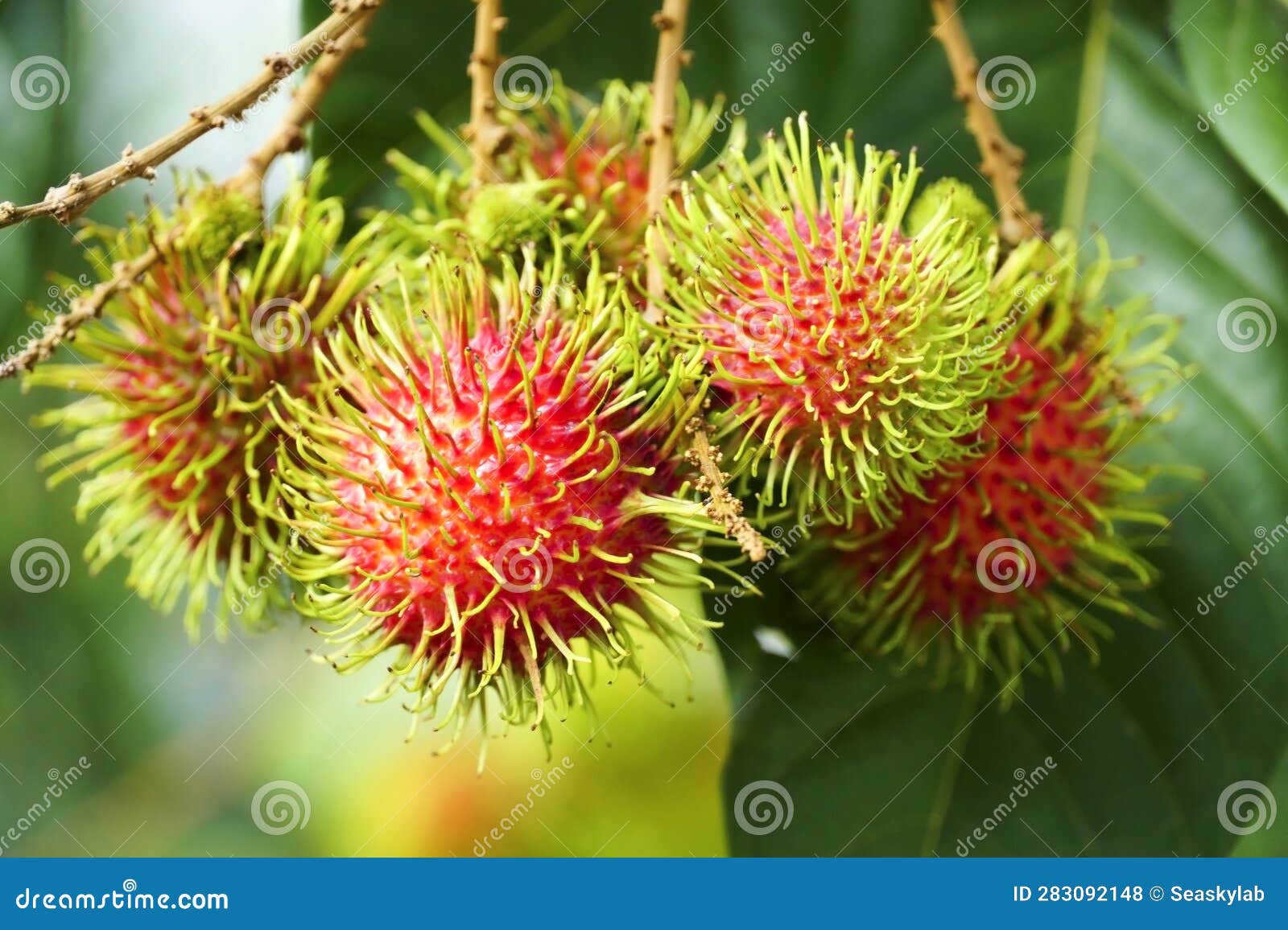 Rambutan Fruit on the Tree. Stock Photo Image of petal, rambutan