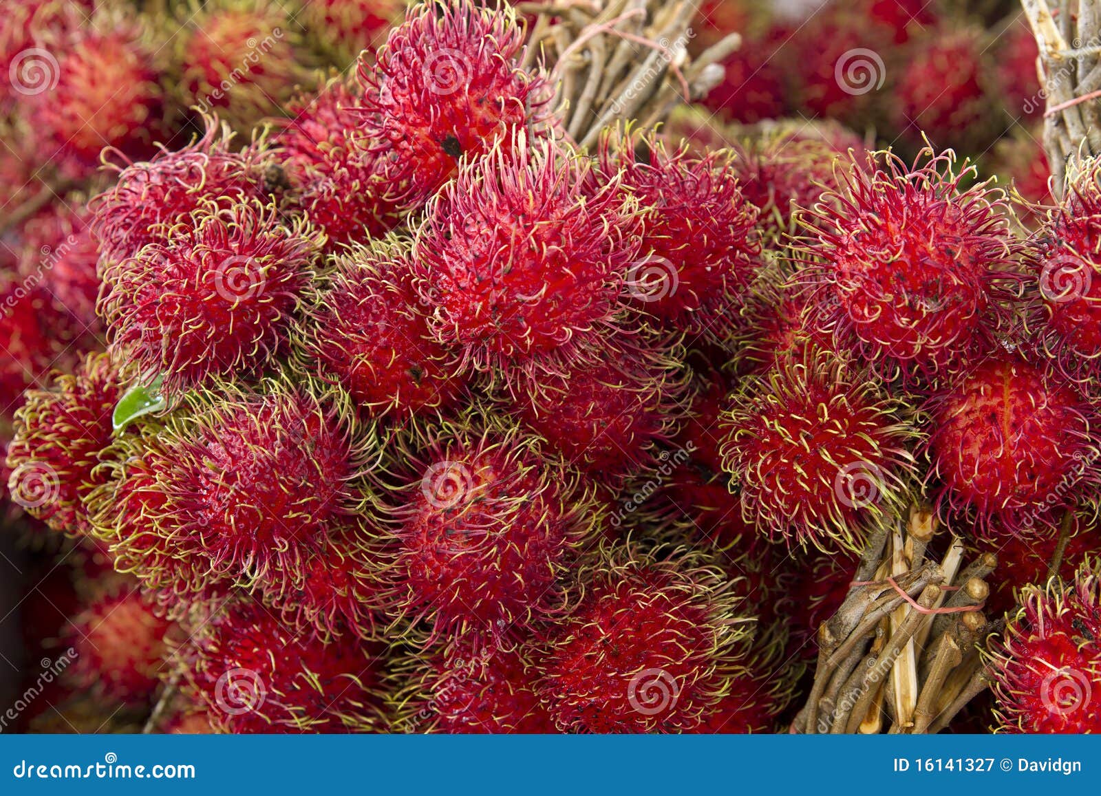 Rambutan Fruits stock image. Image of tropical, evergreen 16141327