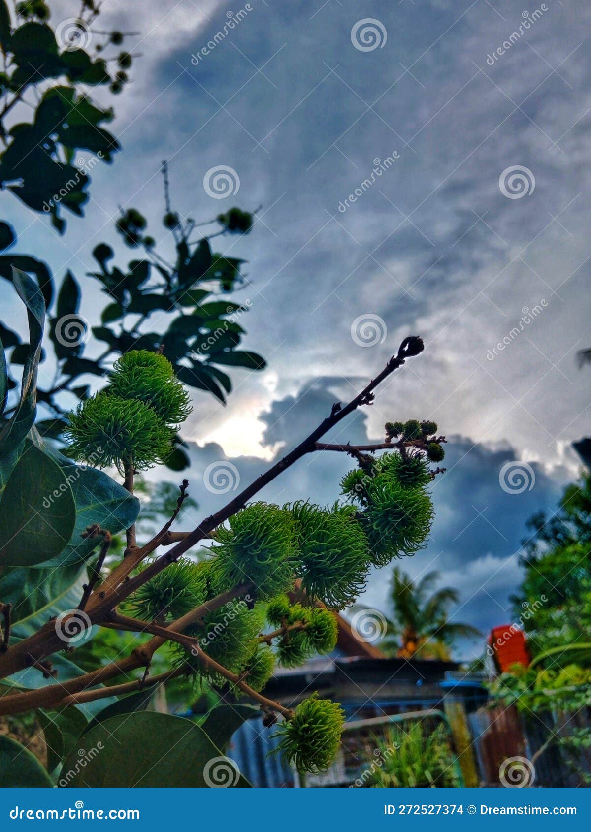rambutan not for eating wait untill change to red color