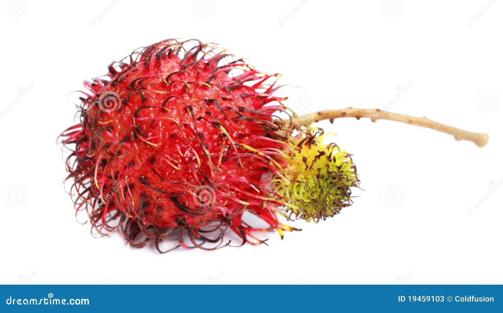 Rambutan, Ojo Del Dragón Fruta Tropical Fotos de archivo Imagen