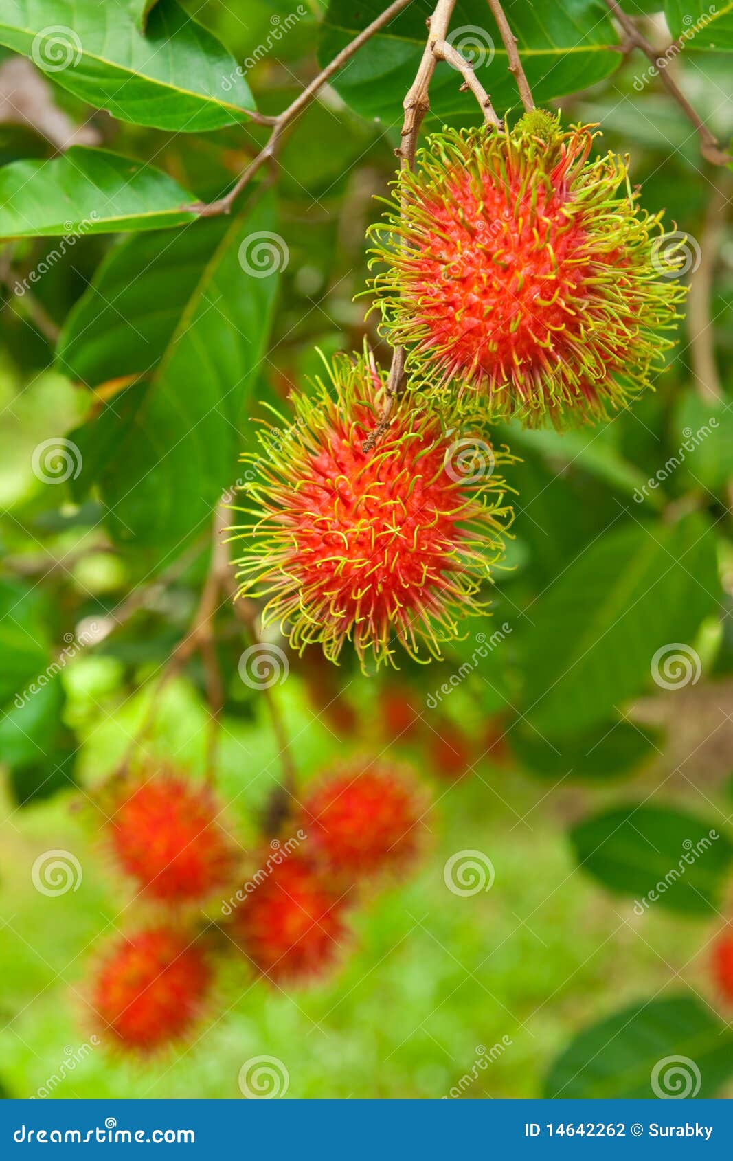 Rambutan, Popular Fruit in Thailand Stock Photo Image of plant, food