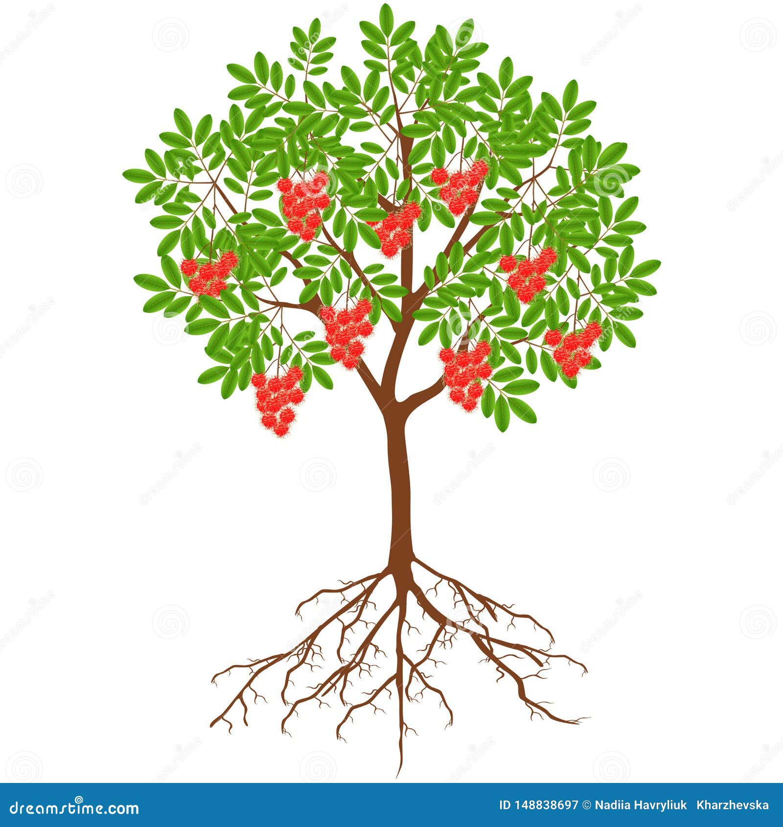 Rambutan Tree With Fruit And Roots On A White Background. Stock Vector