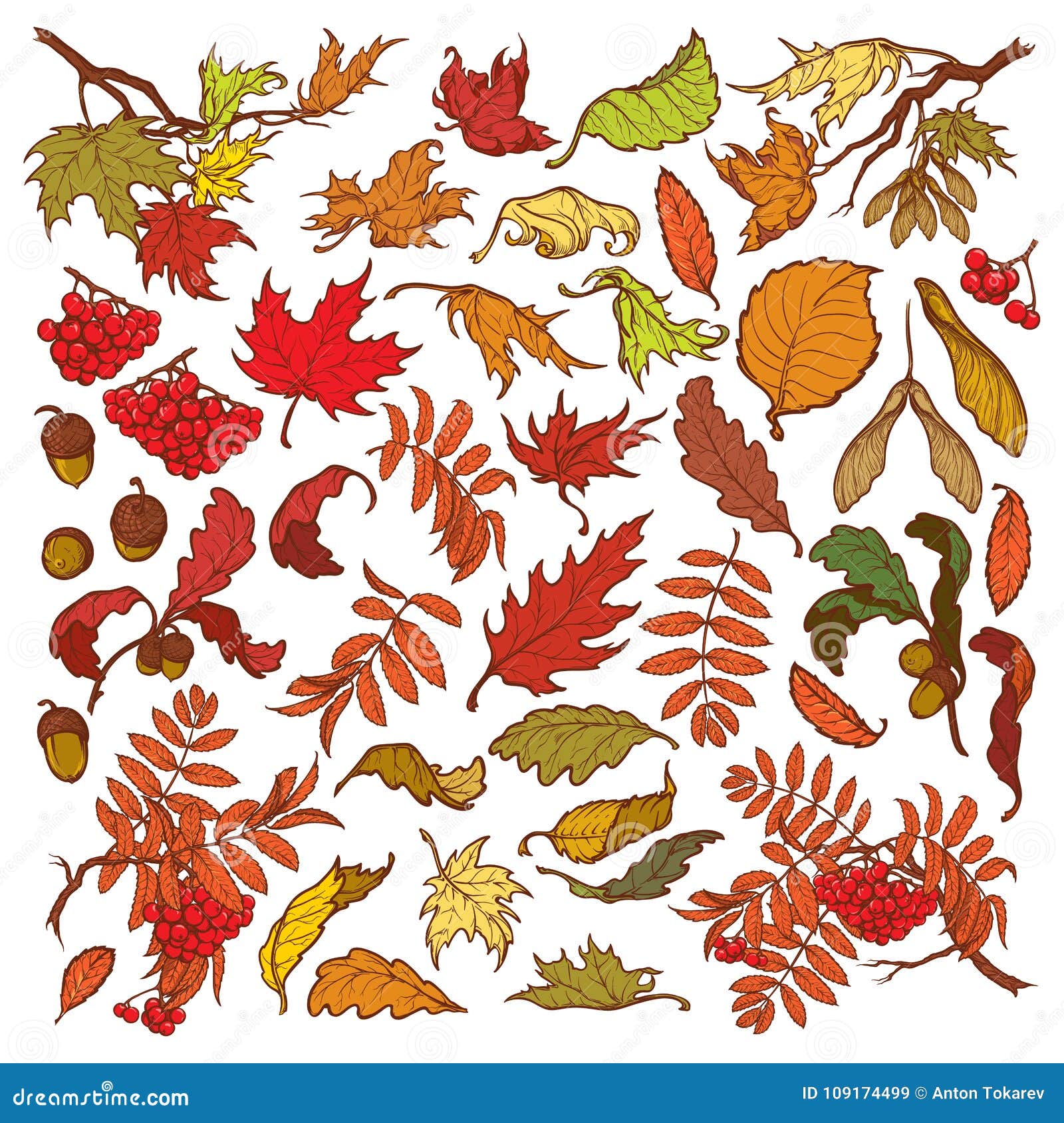 Rami e foglie disegnati a mano degli alberi forestali temperati L autunno ha colorato l insieme floreale isolato su fondo bianco