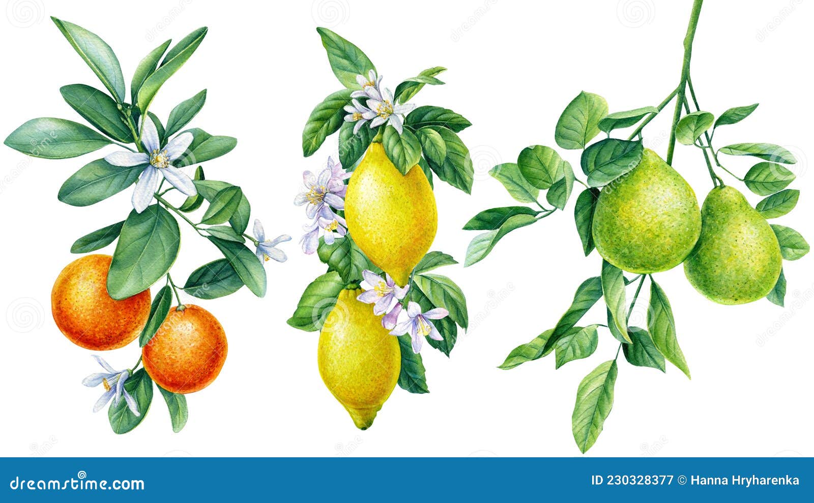 Ramificación Con Flores. Tangerines Lemon Bergamot. Diseño De Flora De ...