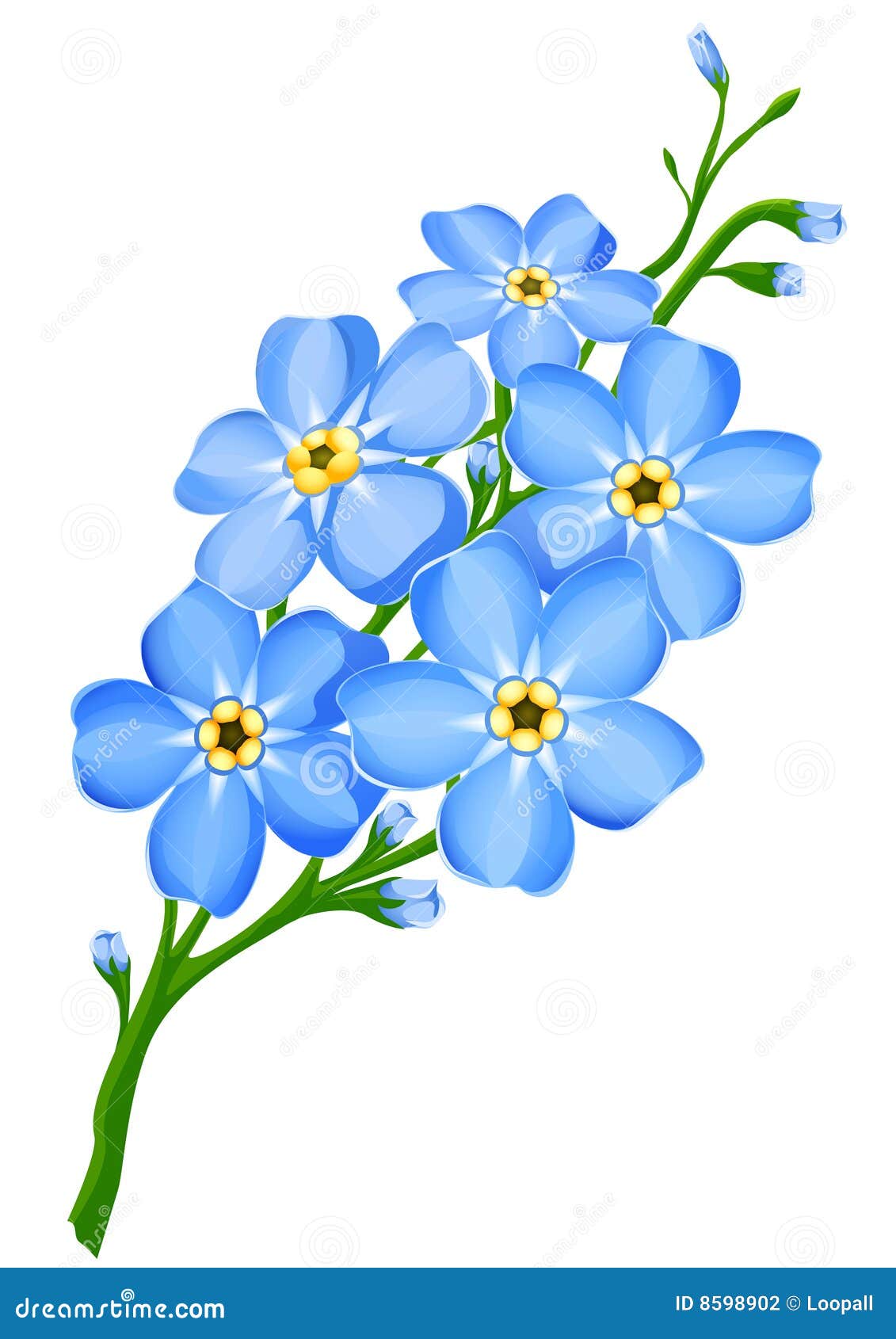 Ramificación De Las Flores Azules De La Nomeolvides Aisladas Ilustración  del Vector - Ilustración de blanco, verde: 8598902