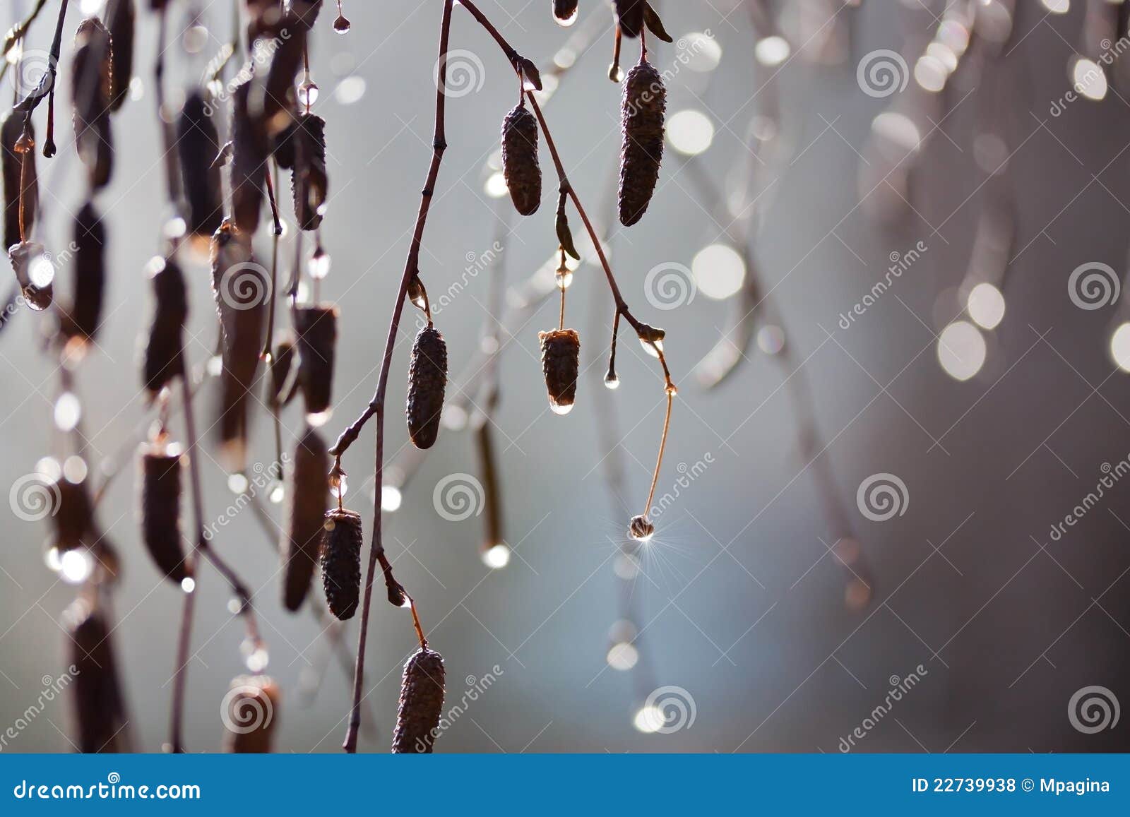 Ramificaciones de árbol con los brotes, y gotas después de la lluvia de resorte