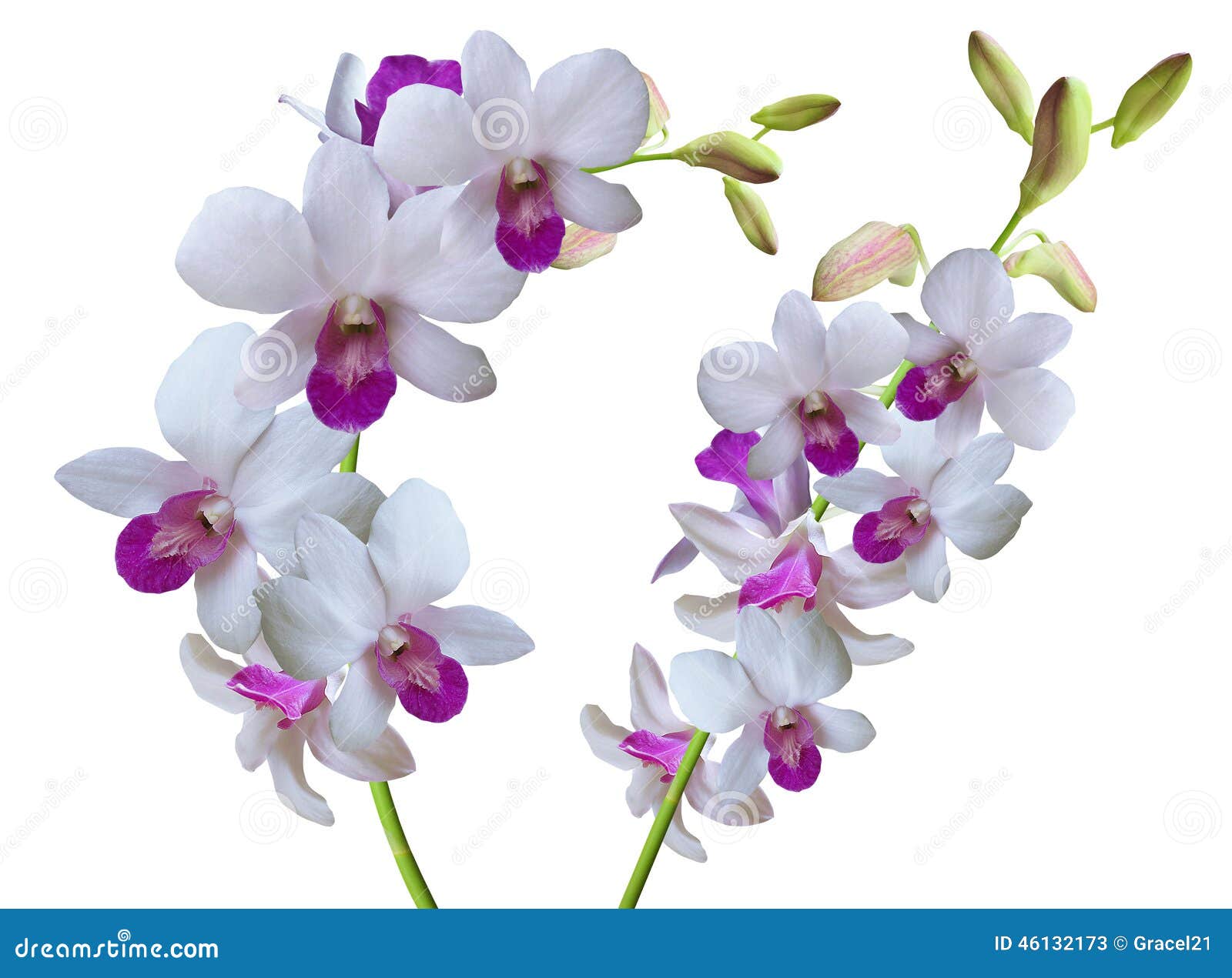 Ramifique Con Las Orquídeas De Las Flores Blancas Imagen de archivo - Imagen de flora, aniversario: 46132173 Ramifique Con Las Orquídeas De Las Flores Blancas Imagen de archivo - Imagen de flora, aniversario: 46132173