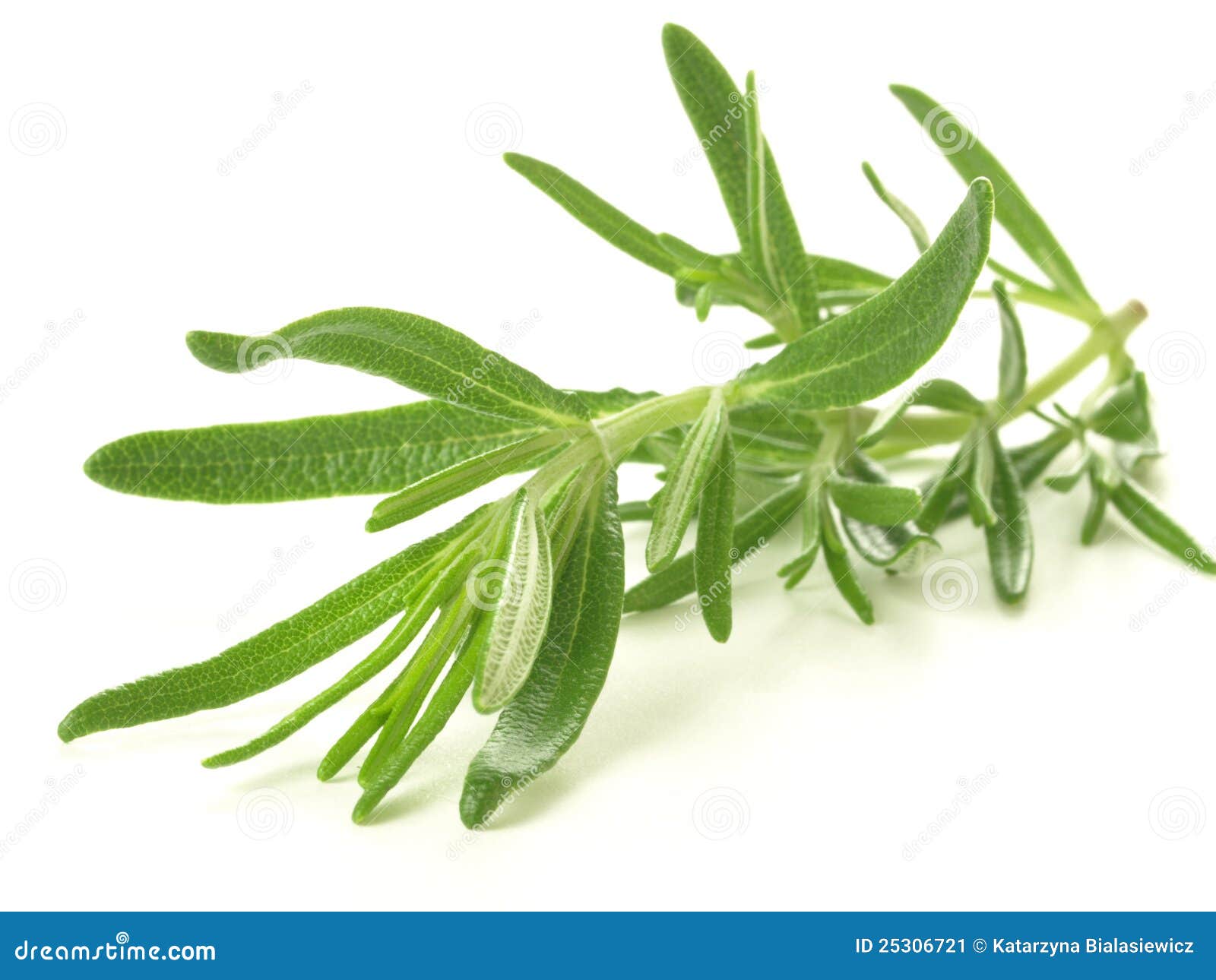 Ramita de Rosemary imagen de archivo. Imagen de herbario 25306721