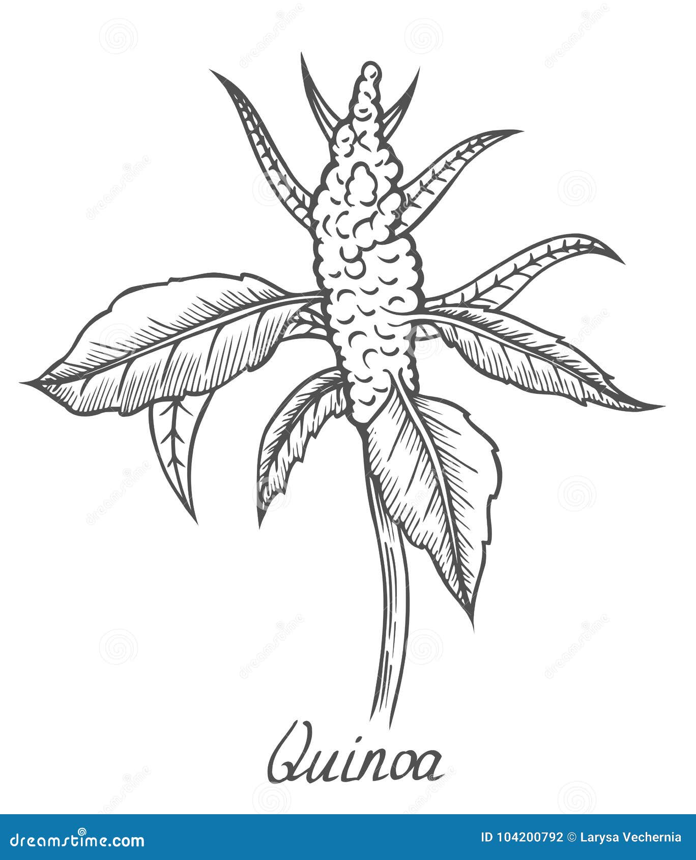 Ramo de sementes de quinoa ilustração do vetor. Ilustração de floral -  104200792, image size:1368x1690