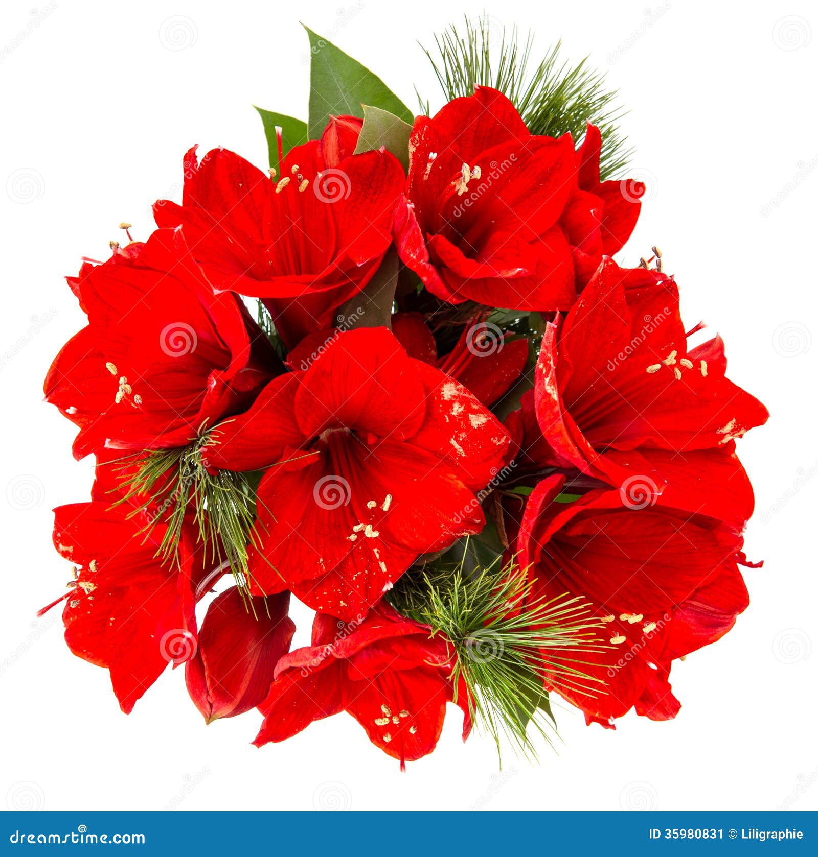 Ramo De Amarilis. Flores Rojas De La Navidad Imagen de archivo - Imagen de  aislado, planta: 35980831