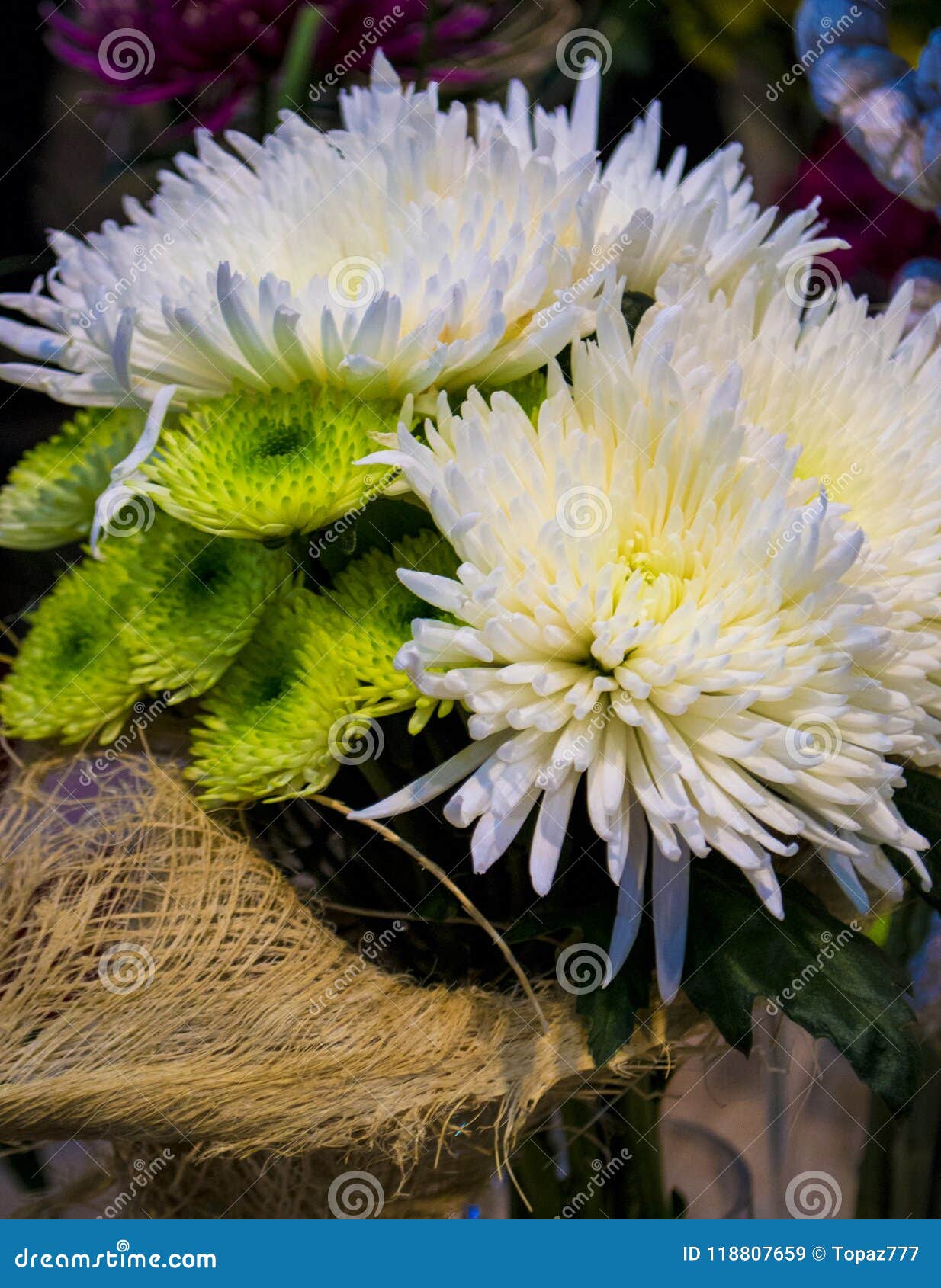 Ramo de dalias blancas imagen de archivo. Imagen de pétalo - 118807659