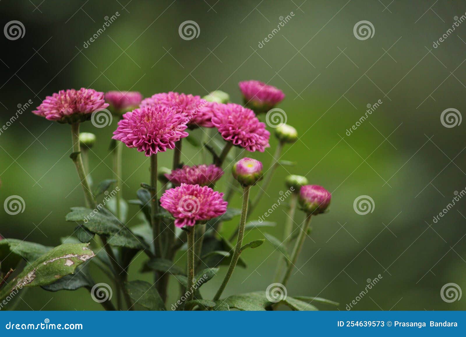 Ramo De Flor De Crisantemo Rosa Natural Imagen de archivo - Imagen de flor,  golpe: 254639573