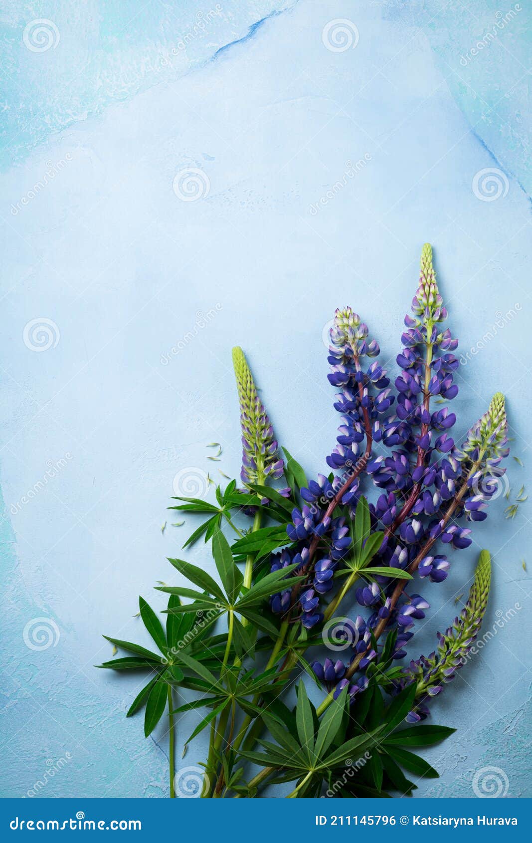 Ramo De Flores Azules Simples. Bodegón Con Lupino. Enfoque Selectivo, Vista, Espacio De Copia Foto de archivo - Imagen de lupino, animado: 211145796 Ramo De Flores Azules Simples. Bodegón Con Lupino. Enfoque Selectivo, Vista, Espacio De Copia Foto de archivo - Imagen de lupino, animado: 211145796