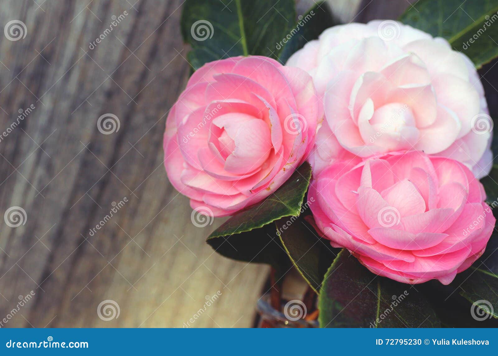 Ramo De Flores De La Camelia Foto de archivo - Imagen de rosa, camelia:  72795230