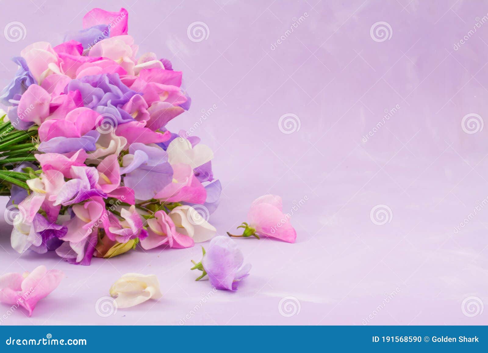 Ramo De Flores De Guisantes Dulces Multicolor Foto de archivo - Imagen de cortinas, fondo: 191568590 Ramo De Flores De Guisantes Dulces Multicolor Foto de archivo - Imagen de cortinas, fondo: 191568590