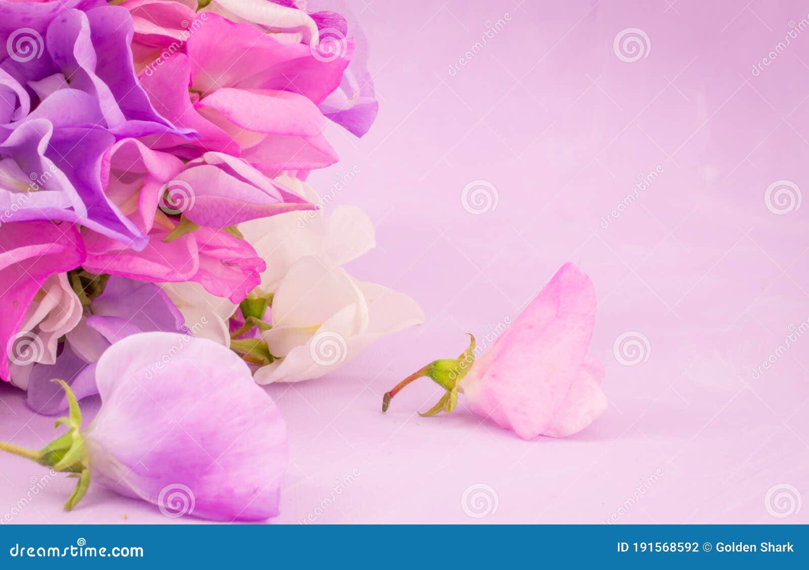 Ramo De Flores De Guisantes Dulces Multicolor Foto de archivo - Imagen de fondo, anual: 191568592 Ramo De Flores De Guisantes Dulces Multicolor Foto de archivo - Imagen de fondo, anual: 191568592