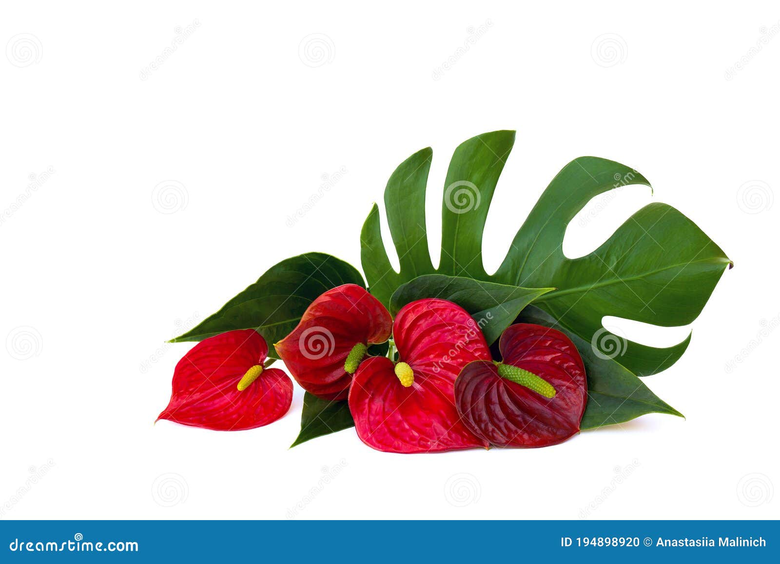 Ramo De Flores Rojas Tropicales Como El Corazón Y Hojas Al Estilo De La Flor De Cola De Antiurio Flamingo Flor De Hoja Laceleaf Mo Foto de archivo - Imagen de hojas, Ramo De Flores Rojas Tropicales Como El Corazón Y Hojas Al Estilo De La Flor De Cola De Antiurio Flamingo Flor De Hoja Laceleaf Mo Foto de archivo - Imagen de hojas,