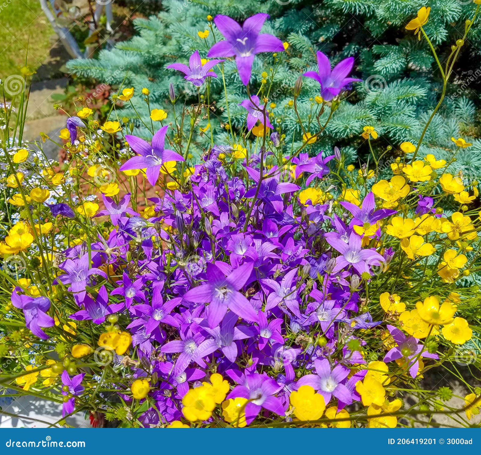 Ramo De Flores Violeta Y Amarilla Imagen de archivo - Imagen de fondo,  hoja: 206419201