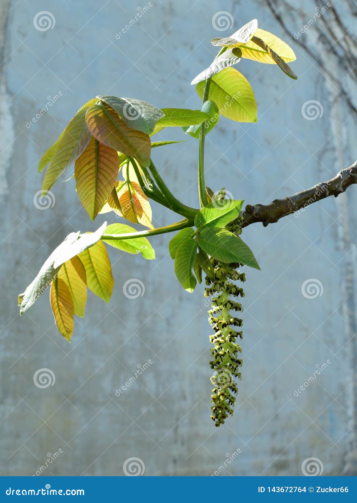 Ramo de florescência da noz. Foto com um ramo de florescência de uma noz