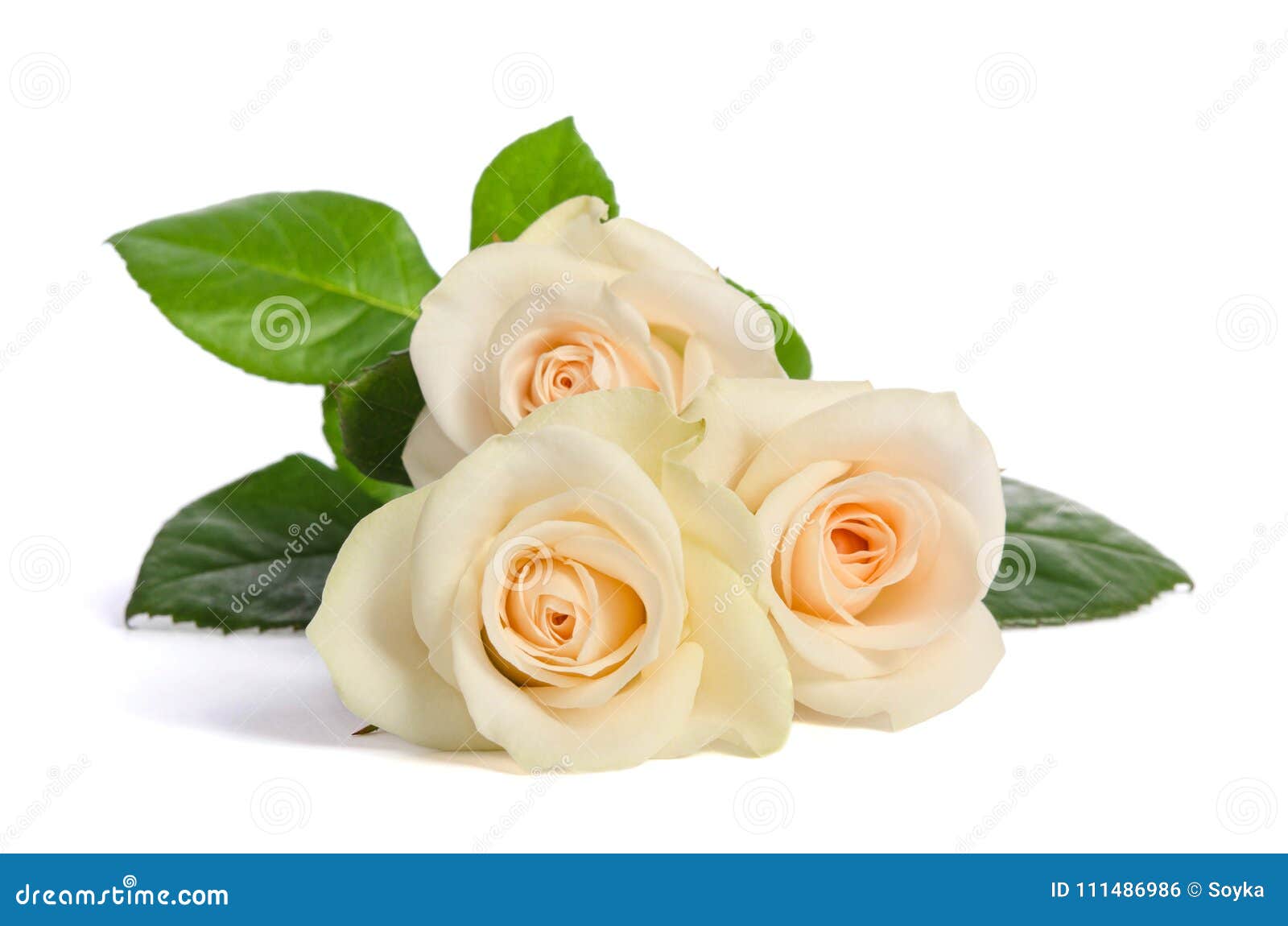 Ramo De La Belleza De Las Rosas Blancas Foto De Archivo Imagen