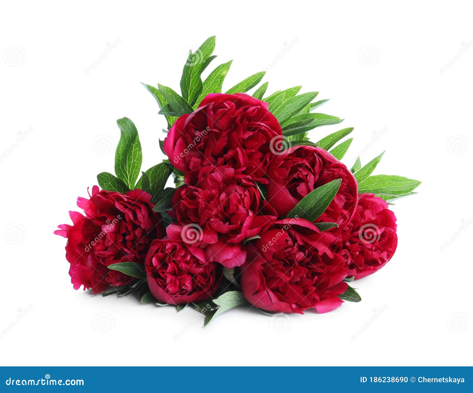 Ramo De Peonías Rojas Hermosas Aisladas Foto de archivo - Imagen de flores,  aislado: 186238690