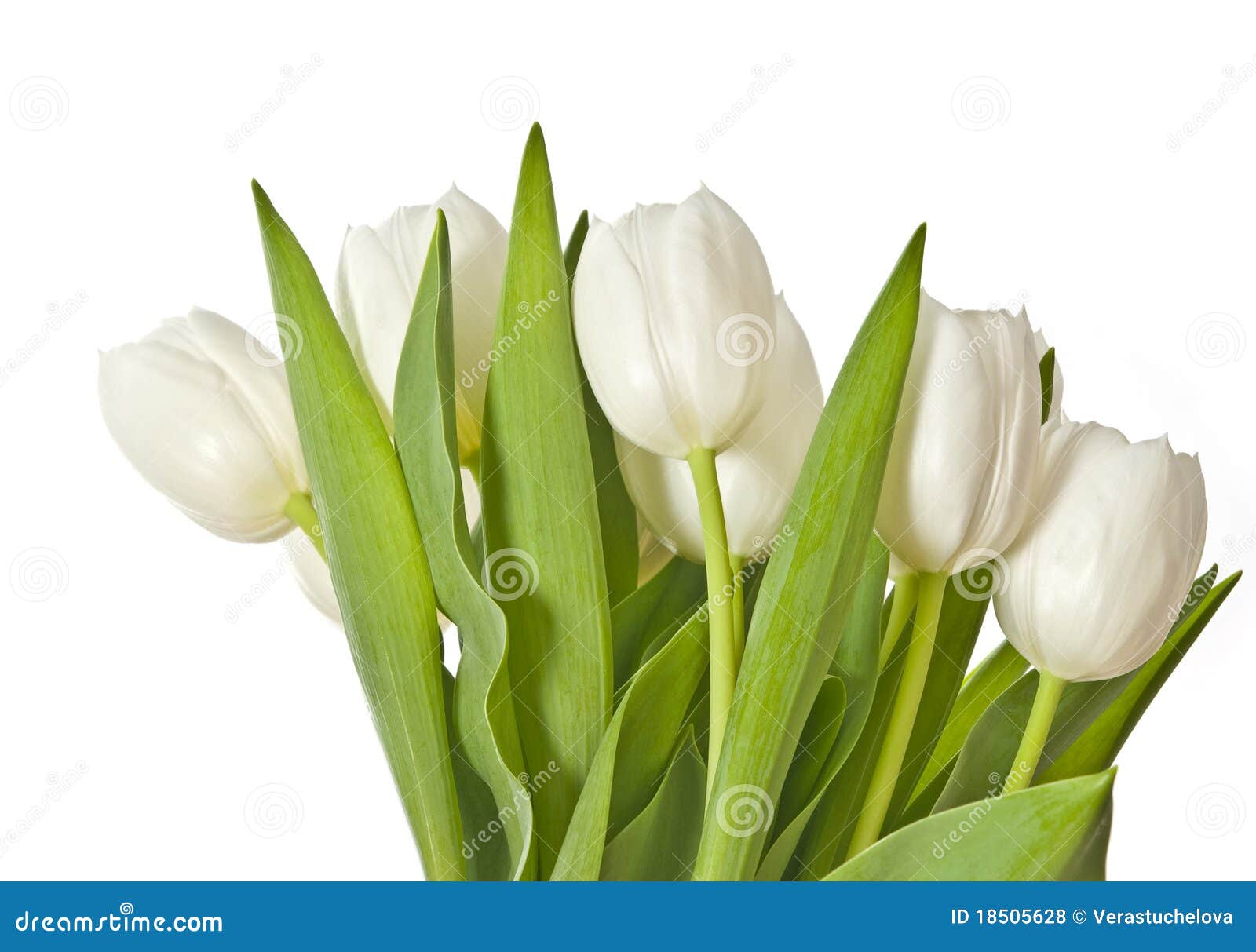Ramo de tulipanes blancos foto de archivo. Imagen de floral - 18505628