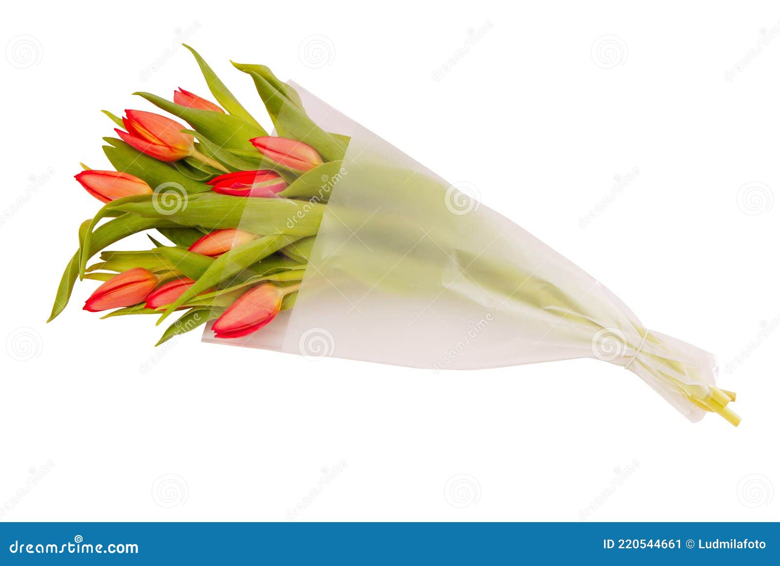 Ramo De Tulipanes Rojos En El Paquete Flores En Plástico Imagen de archivo  - Imagen de refundir, suelo: 220544661