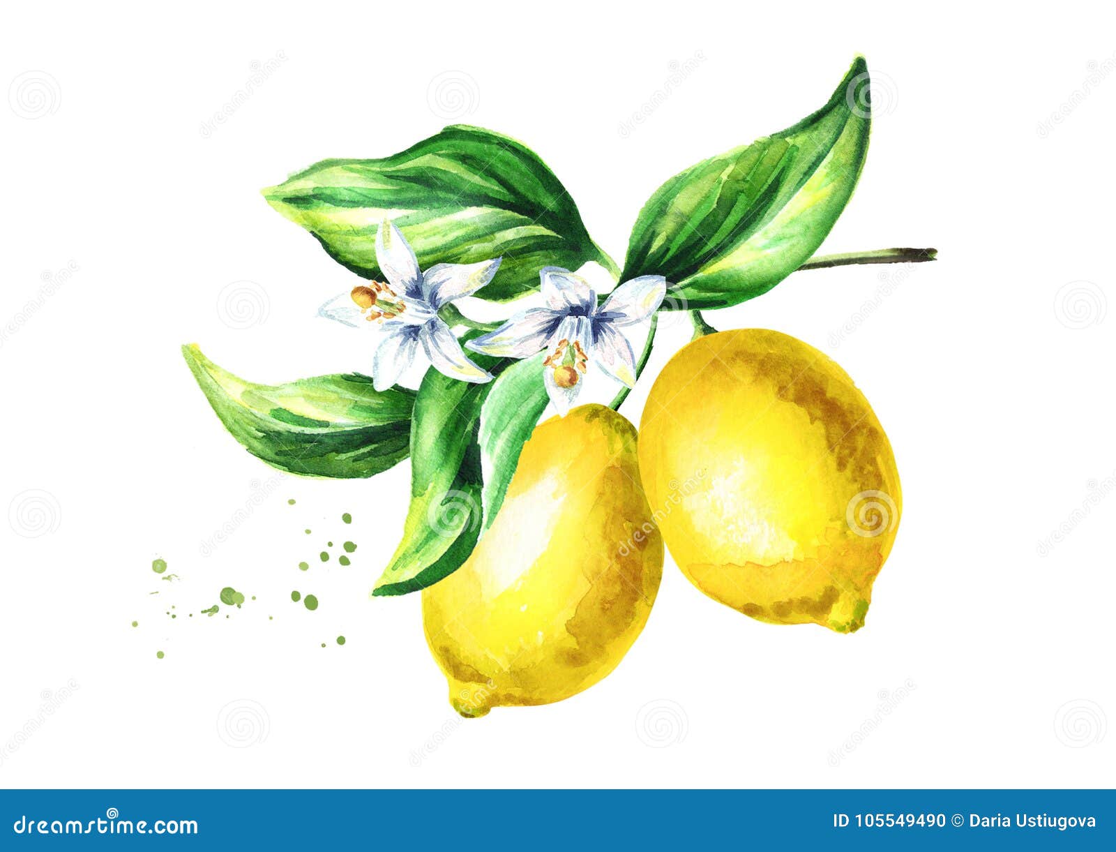 Ramo Del Limone Con I Fiori E Le Foglie Di Frutti Acquerello Disegnato A Mano Illustrazione Di Stock Illustrazione Di Agrume Organico
