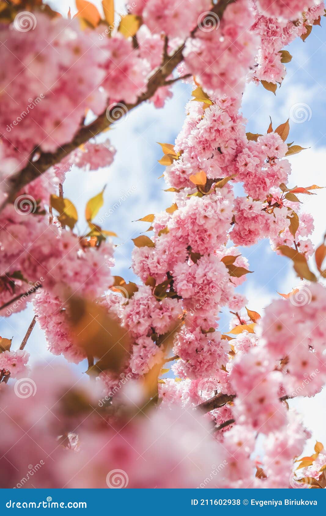 Ramo Di Fiore Di Primavera Su Albero Di Fioritura Rosa Splendida Scena Naturale Con Fiori Su Alberi E Sole Giorno Di Sole Fotografia Stock Immagine Di Luce Paesaggio 211602938