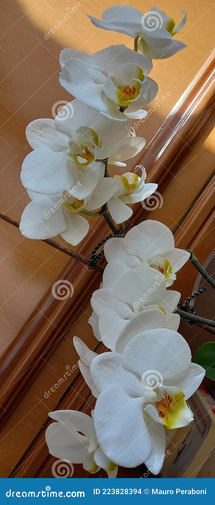 ramo di vere orchidee bianche in fiore