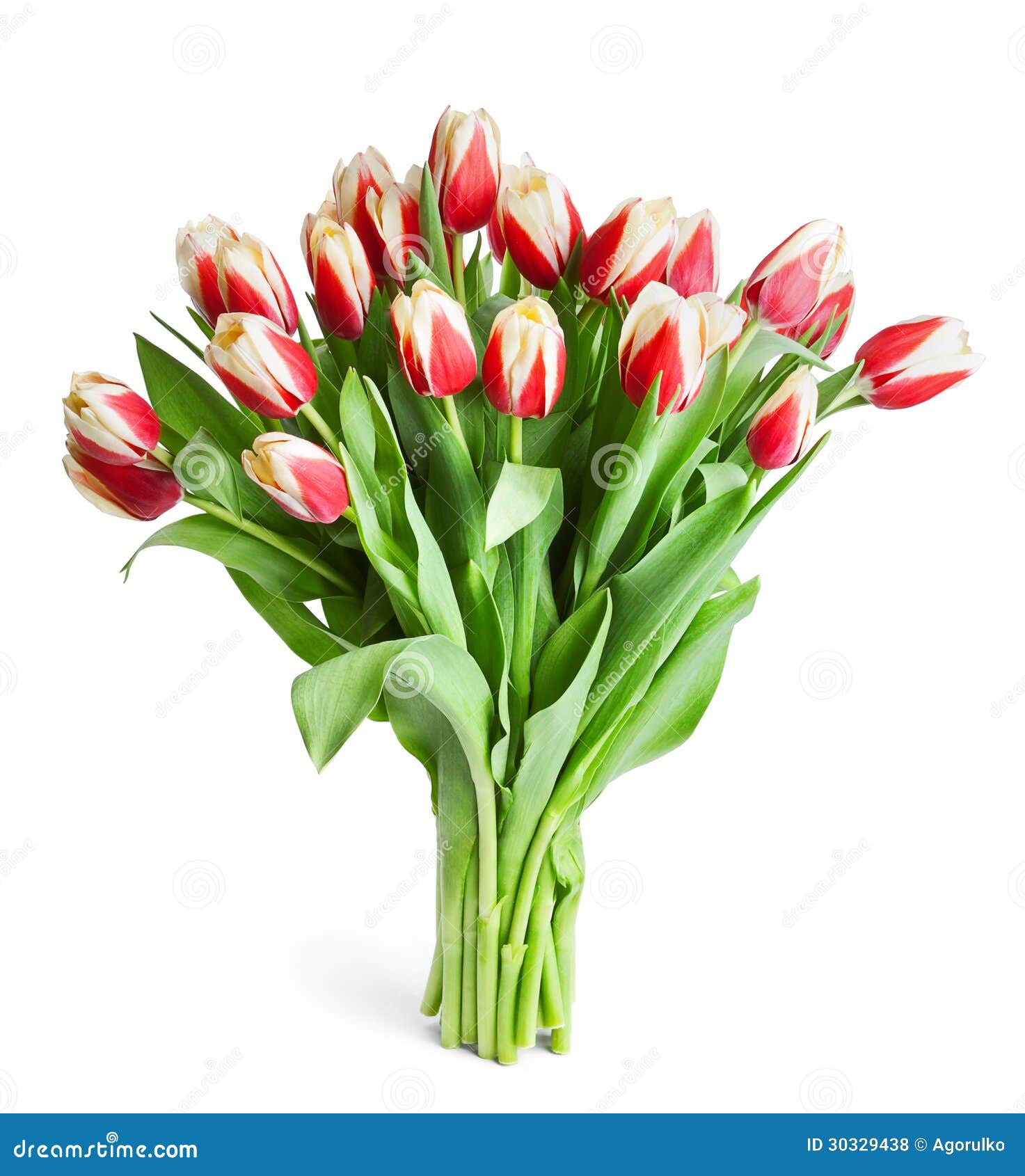 Ramo Grande De Tulipanes Rojos Aislados En Blanco Foto de archivo - Imagen  de flor, travieso: 30329438