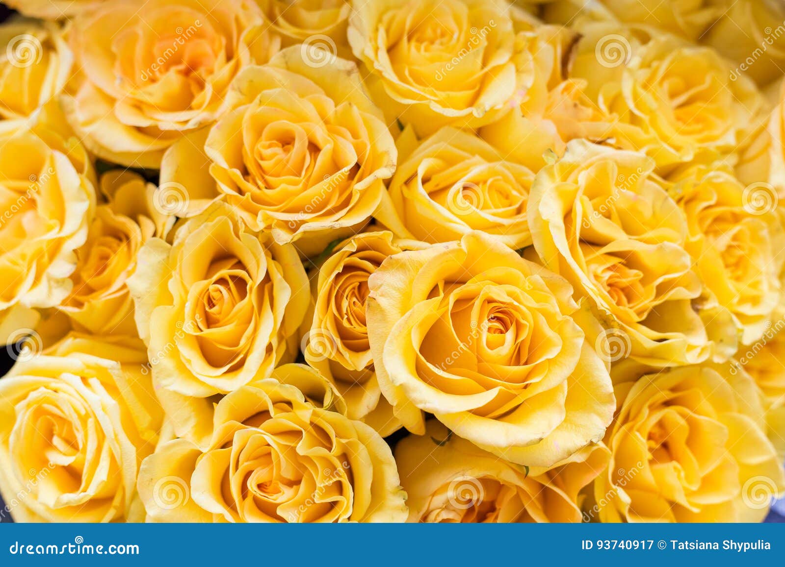 Ramo Grande Hermoso De Rosas Amarillas Para El Fondo Imagen de archivo -  Imagen de primer, belleza: 93740917
