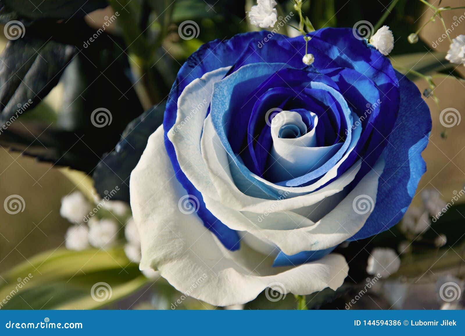 Ramo Hermoso De Rosas Azul-blancas La Flor Subió Color Azul Y Blanco Regalo  Para La Mujer O El Hombre Foto de archivo - Imagen de color, regalo:  144594386
