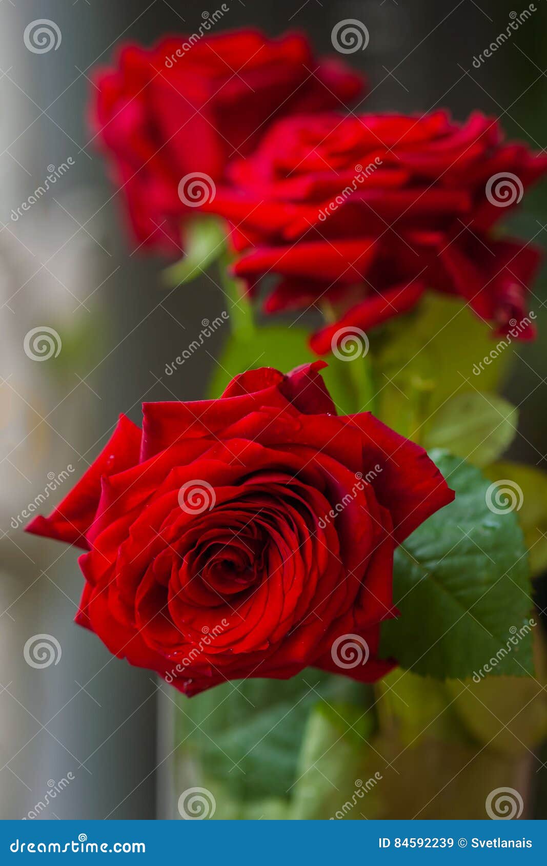 Ramo Hermoso De Rosas Rojas Con Los Verdes Para La Mujer Y La Novia, Boda,  Concepto Del Compromiso, Flores Uso Vertical De La for Imagen de archivo -  Imagen de planta, contrato: