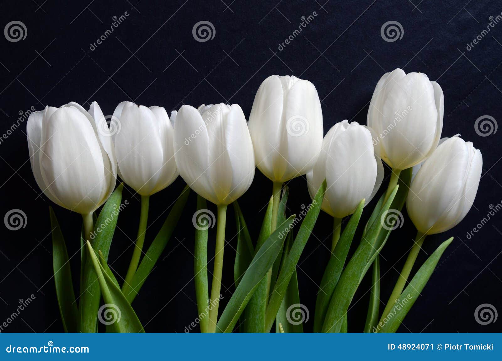 Ramo Hermoso De Tulipanes Blancos Imagen de archivo - Imagen de floral,  hojas: 48924071