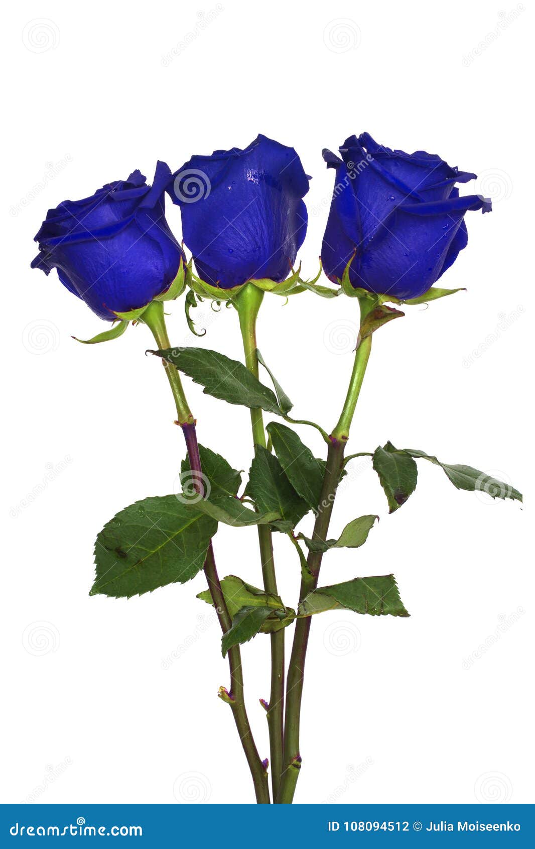 450 Rosas Azules Y Rojas Fotos de stock - Fotos libres de regalías de  Dreamstime