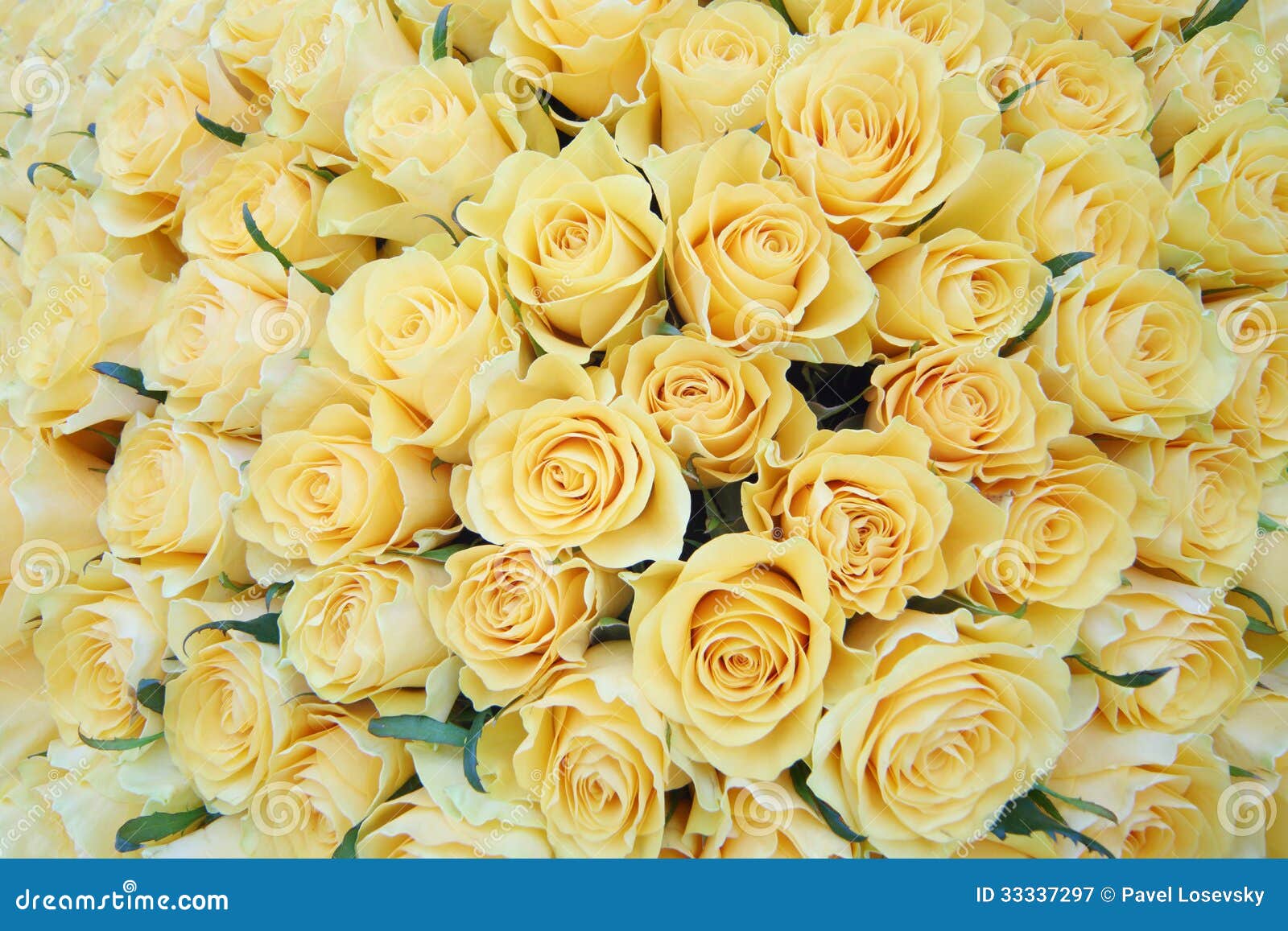 Ramo Recientemente De Rosas Amarillas Hermosas Grandes Del Corte. Imagen de  archivo - Imagen de adornado, ramo: 33337297