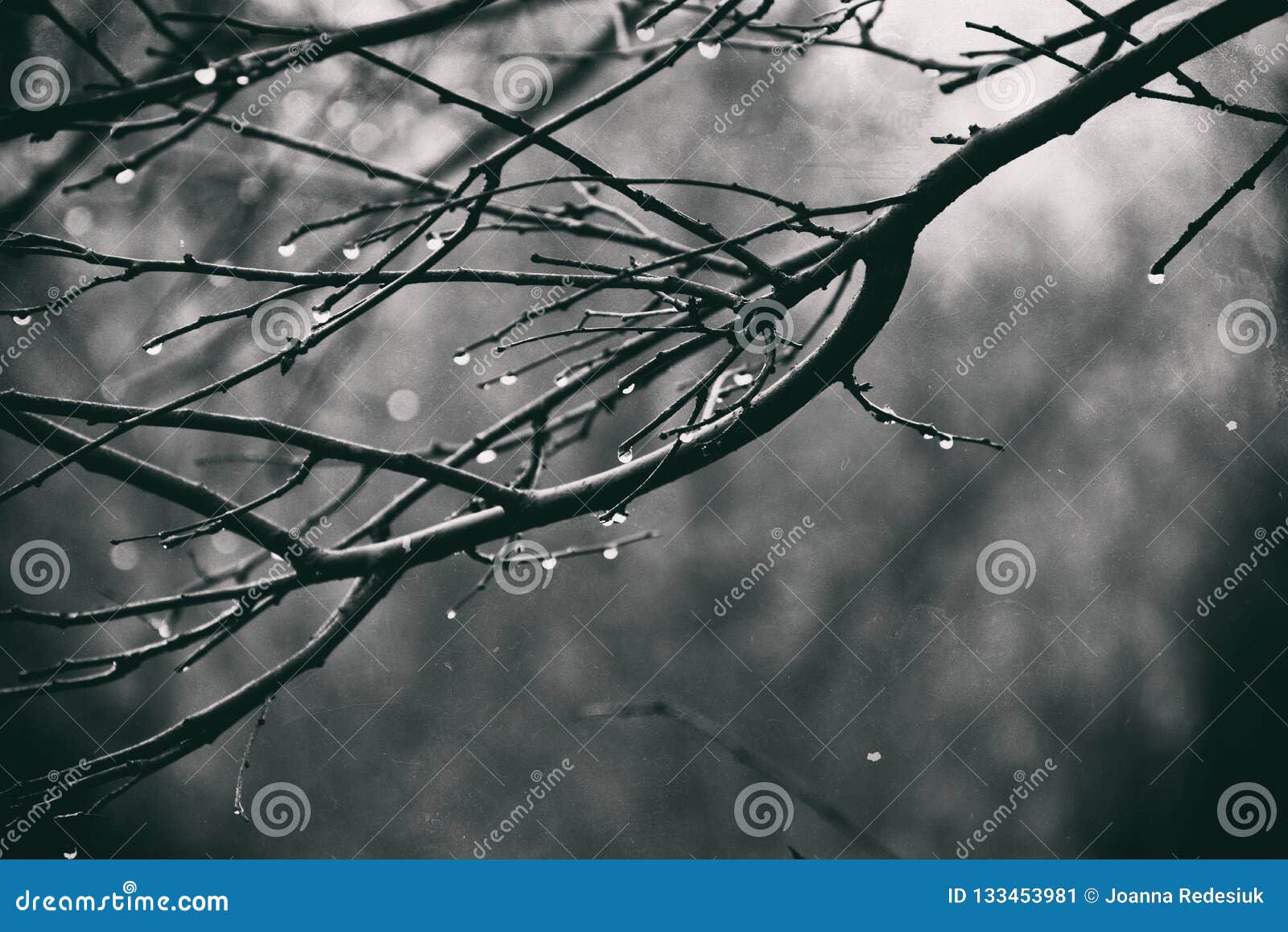 Ramos de árvore leafless sós com gotas da água após um Novem. Ramos de árvore leafless sós bonitos com gotas da água após uma chuva fria de novembro