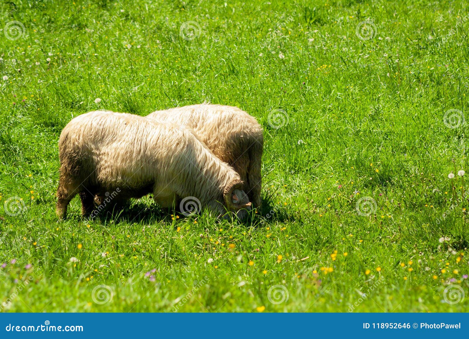 Rams with Horns Eating Grass Stock Photo Image of spring, food 118952646