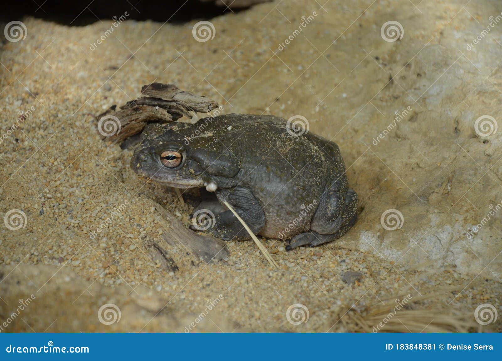 Rana arvalis, in the zoo stock image. Image of science 183848381