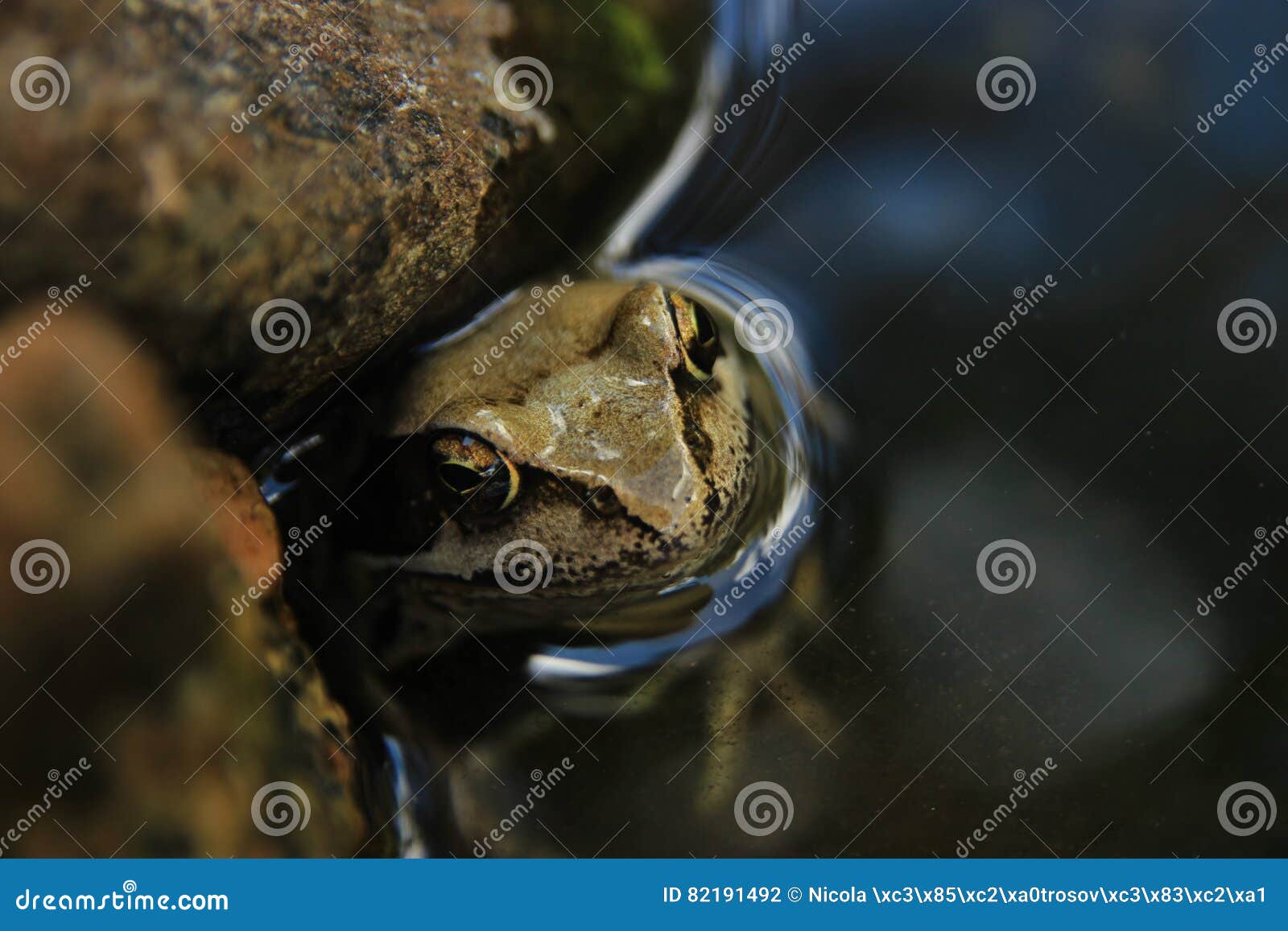 Rana comune nell'acqua