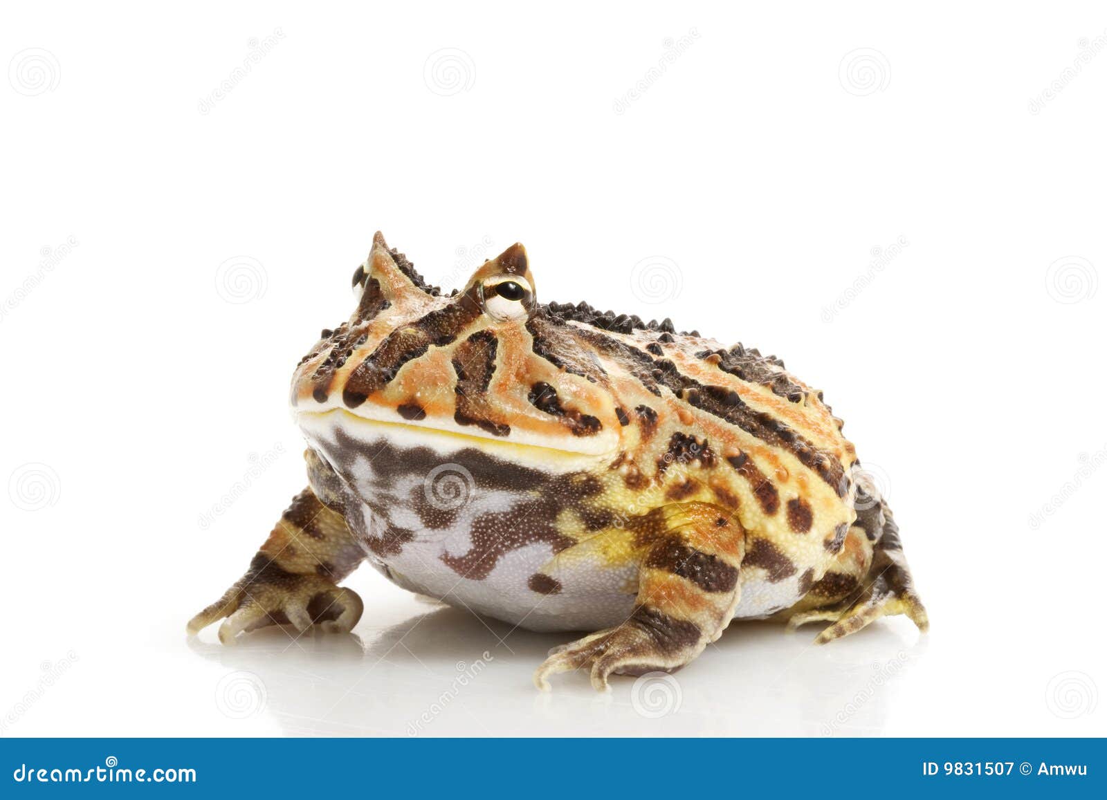 Rana de la fantasía (Ceratophrys) aislada en el fondo blanco.