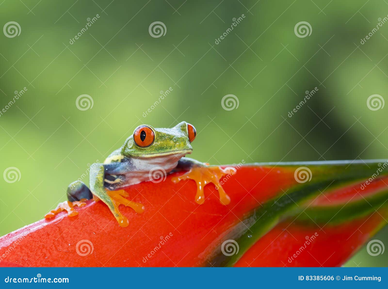 Rana di albero Red-eyed. Rana di albero con gli occhi rossi sui callidryas di Agalychnis della pianta, Costa Rica